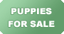 puppy for sale