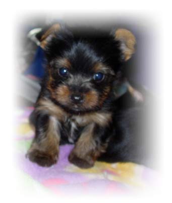 male1-yorkshire-terrier-miniature-6weeks-old-thumbnail