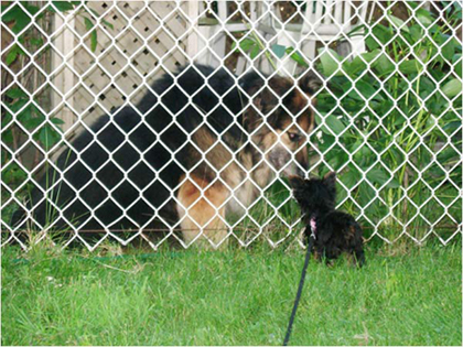mia_and_big-dog-neighbour