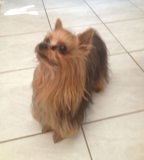 male reproducteur yorkshire terrier montreal
